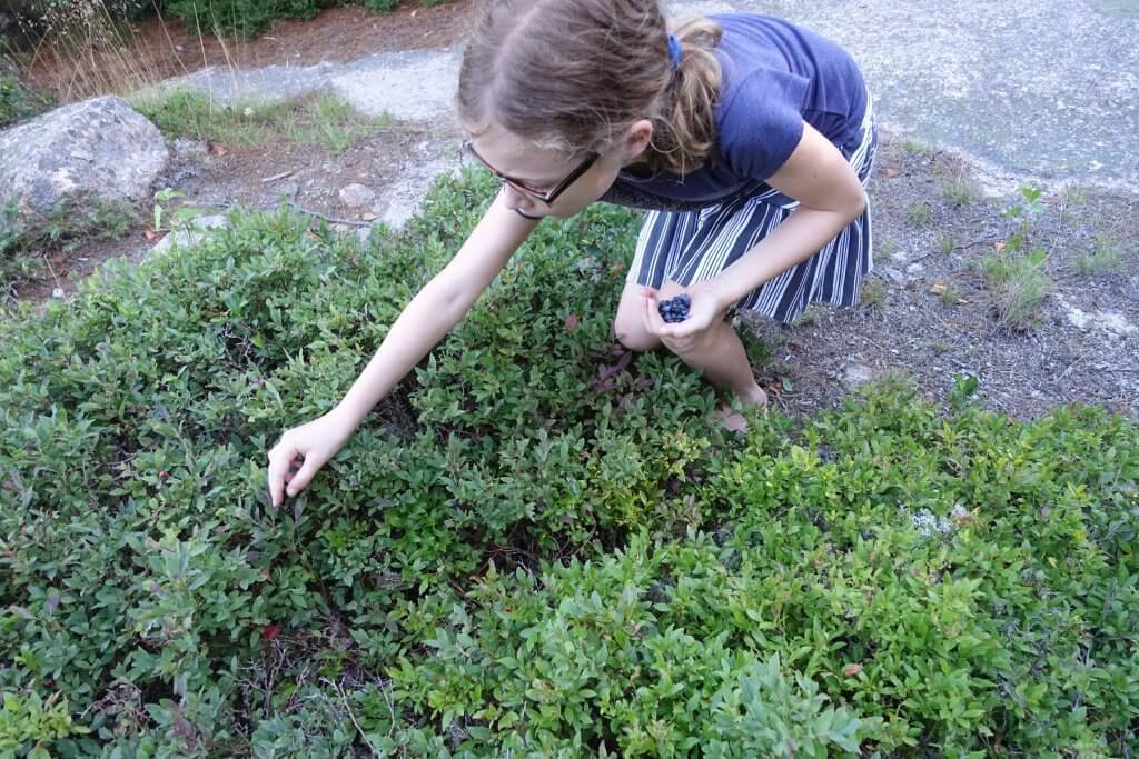 girl picking wild berries