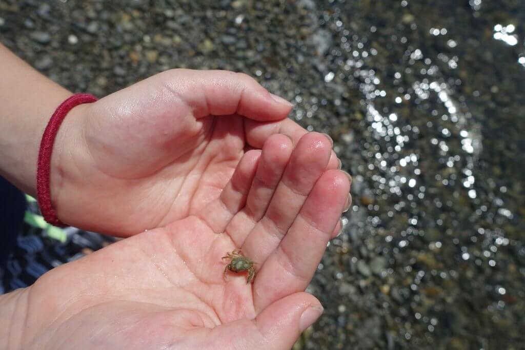 tiny crab