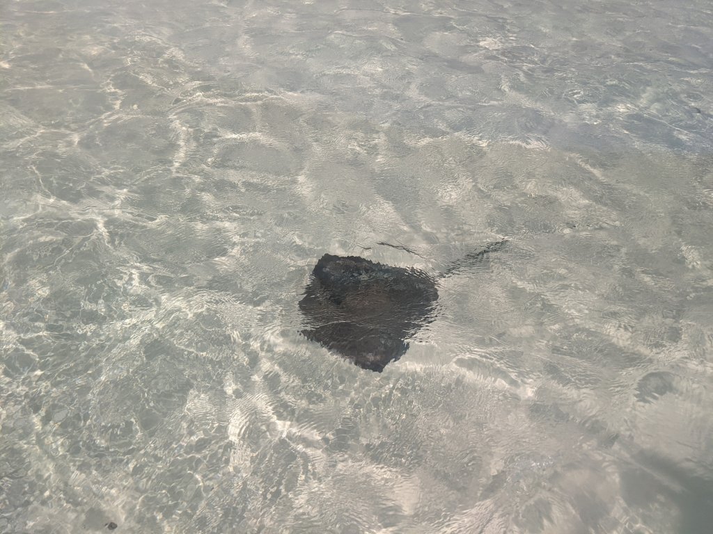stingray in the water