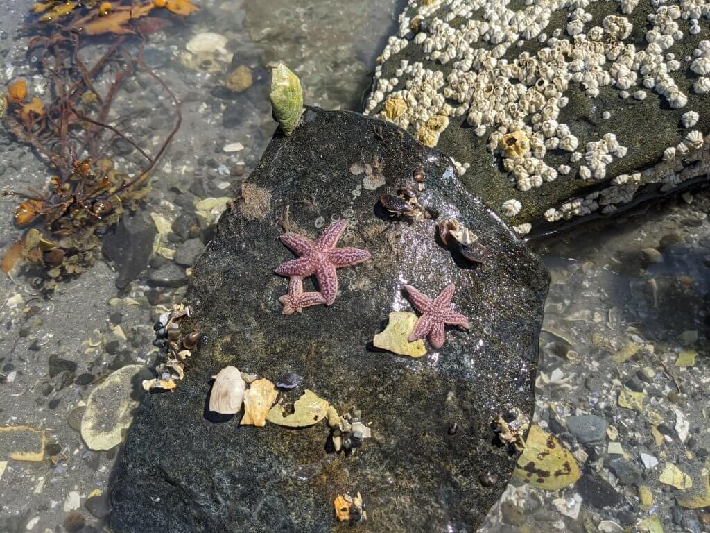 starfish on rock