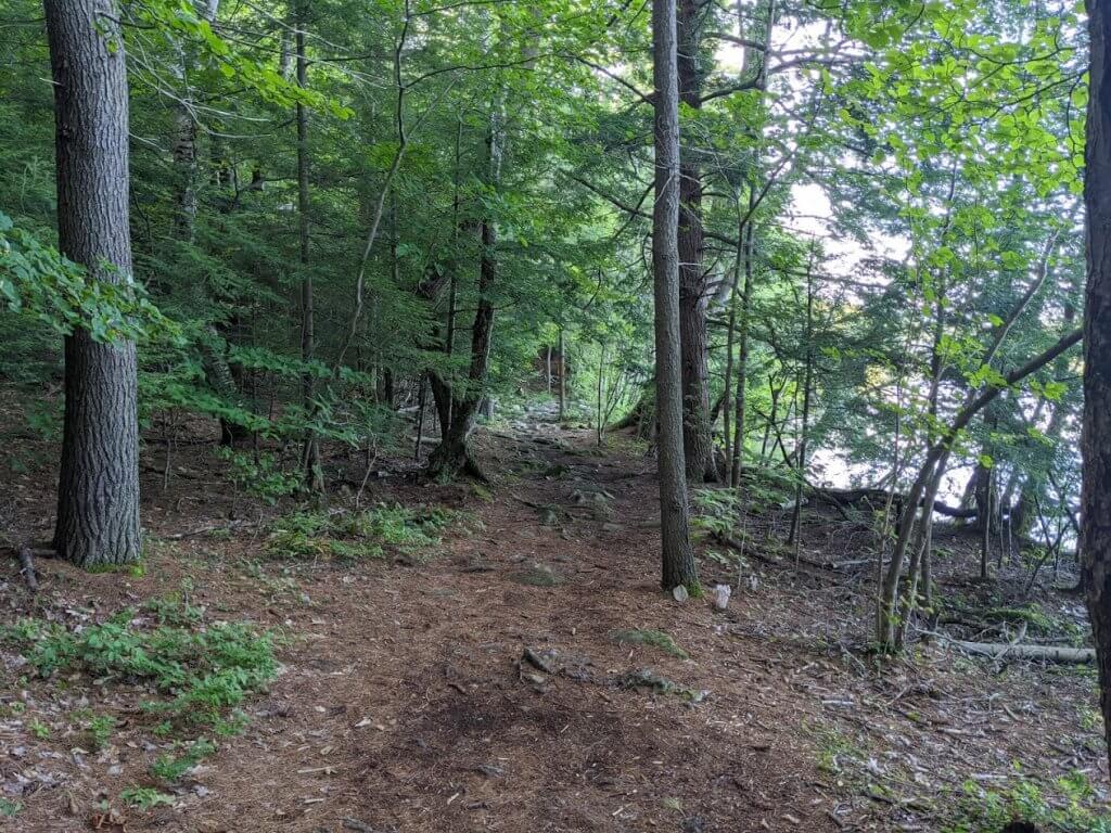 trail in the woods