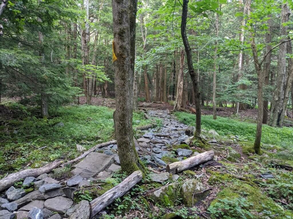 rocky path in the woods