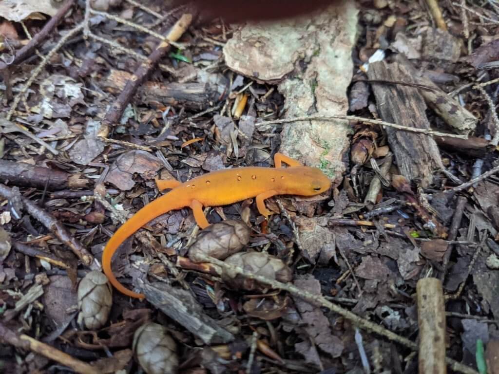 orange salamander