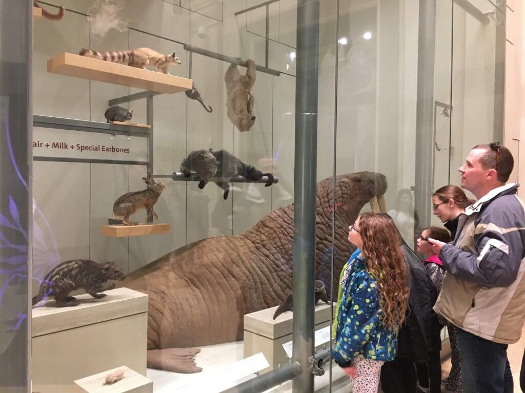 people looking at museum display