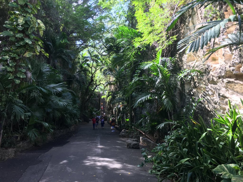 path between green ferns and vines