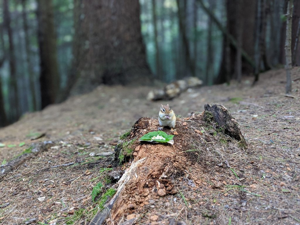 chipmunk eating from a leaf