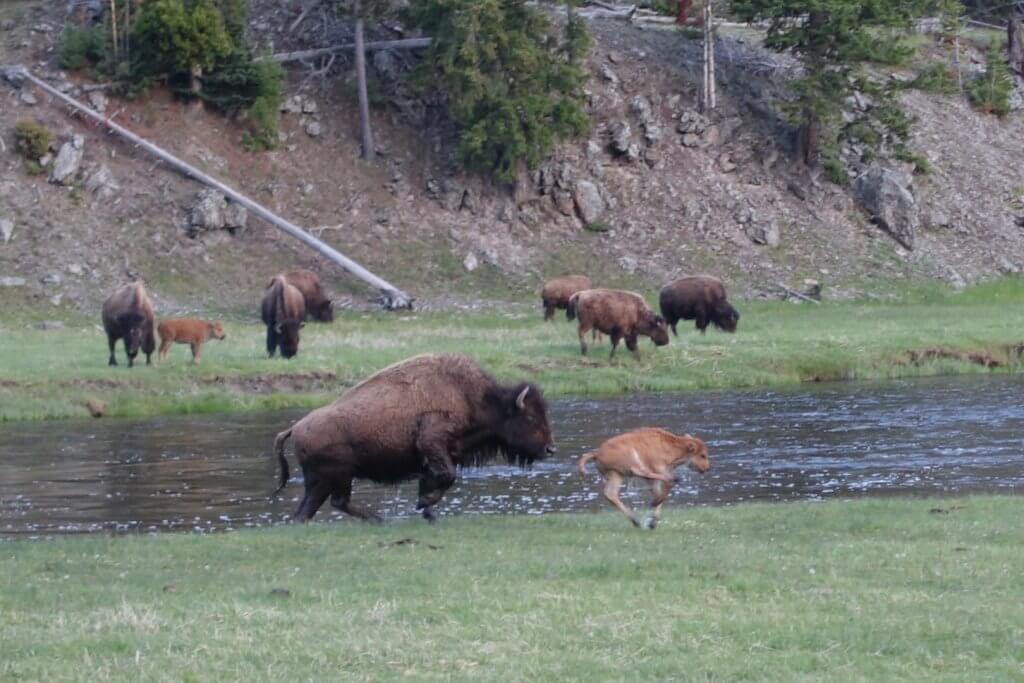 Buffalo on the banks of river