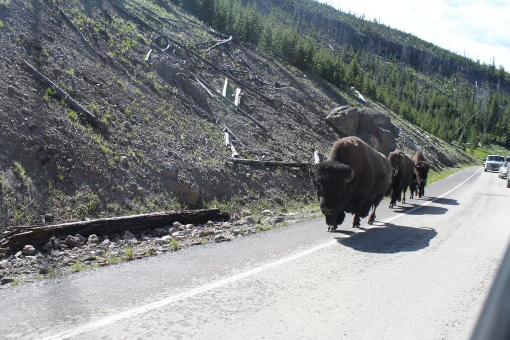 Buffalo walking on road