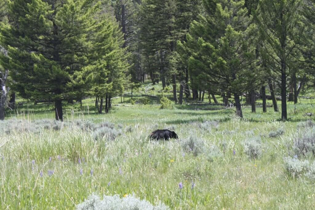 bear in grass