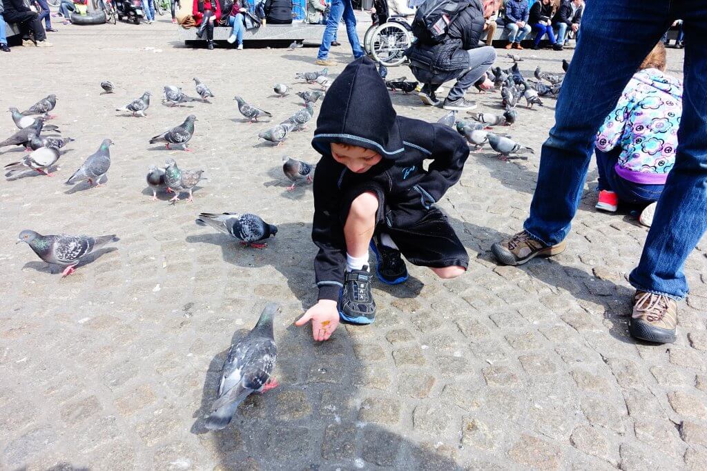 boy feeding pigeon