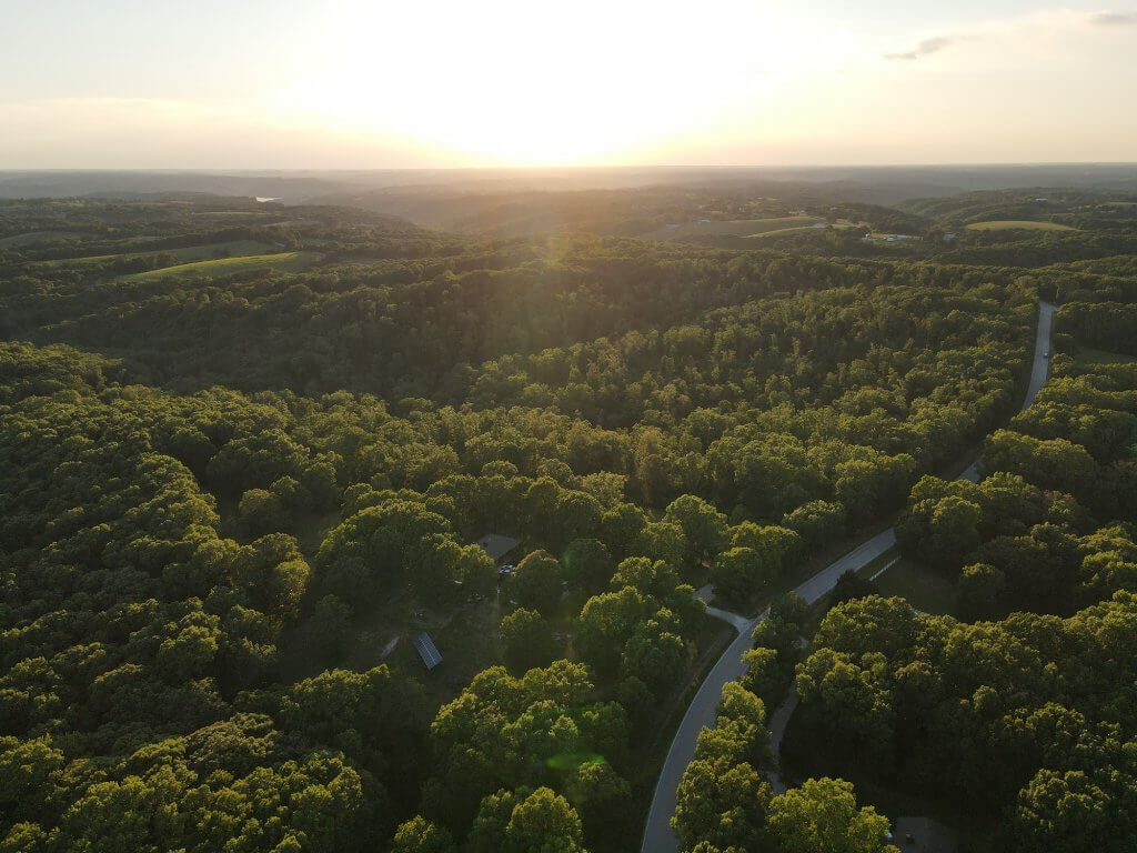 treetops and road