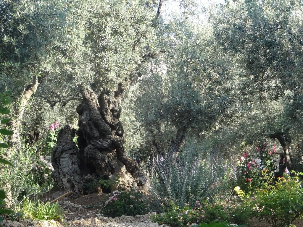 large olive tree