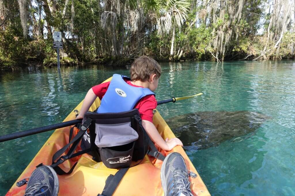 boy in a kayak with a manatee in the water