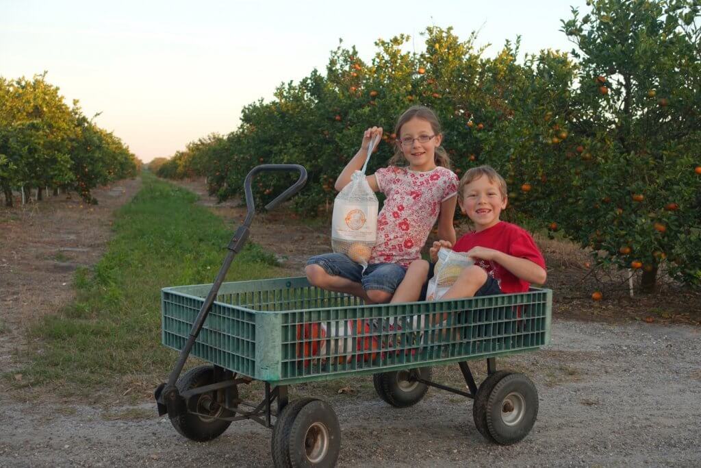 boy and girl in a wagon with orange trees