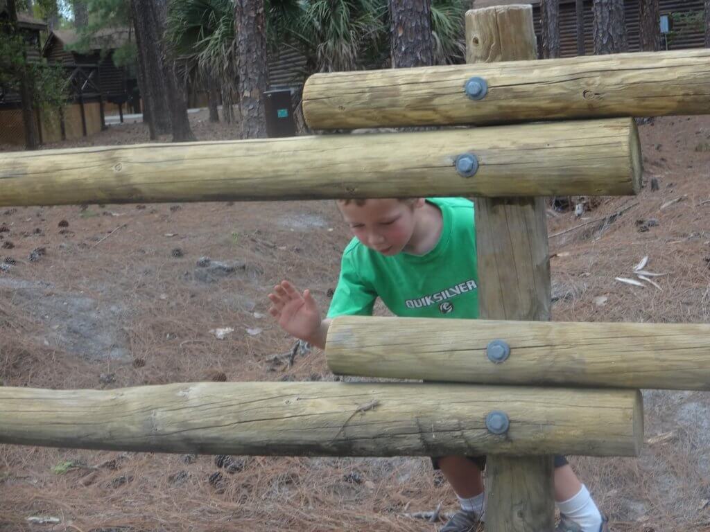 boy catching a lizard on a wooden fence