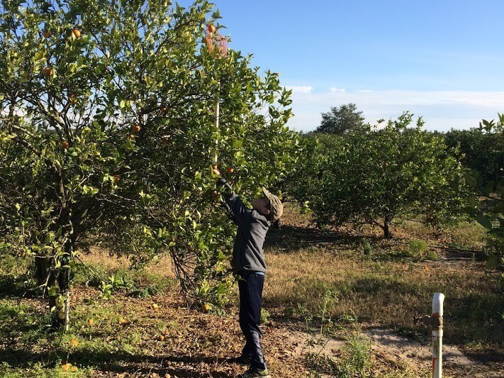 boy picking orange with pole