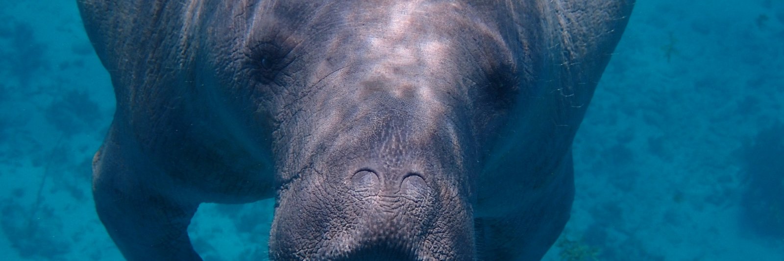 manatee in the water