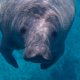 manatee in the water