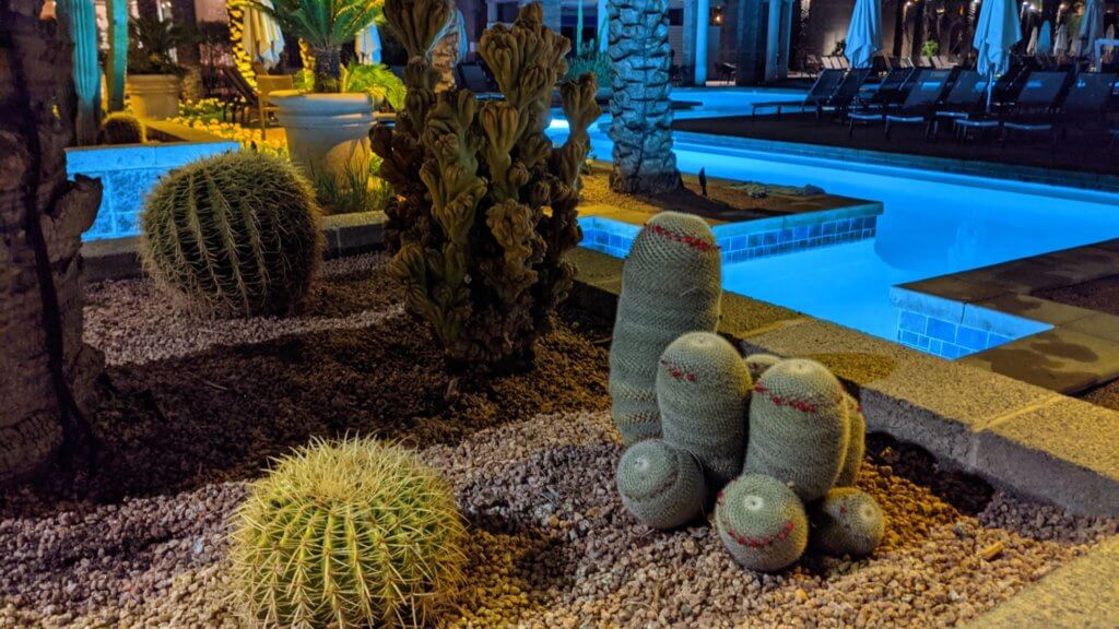 cacti near pool at night