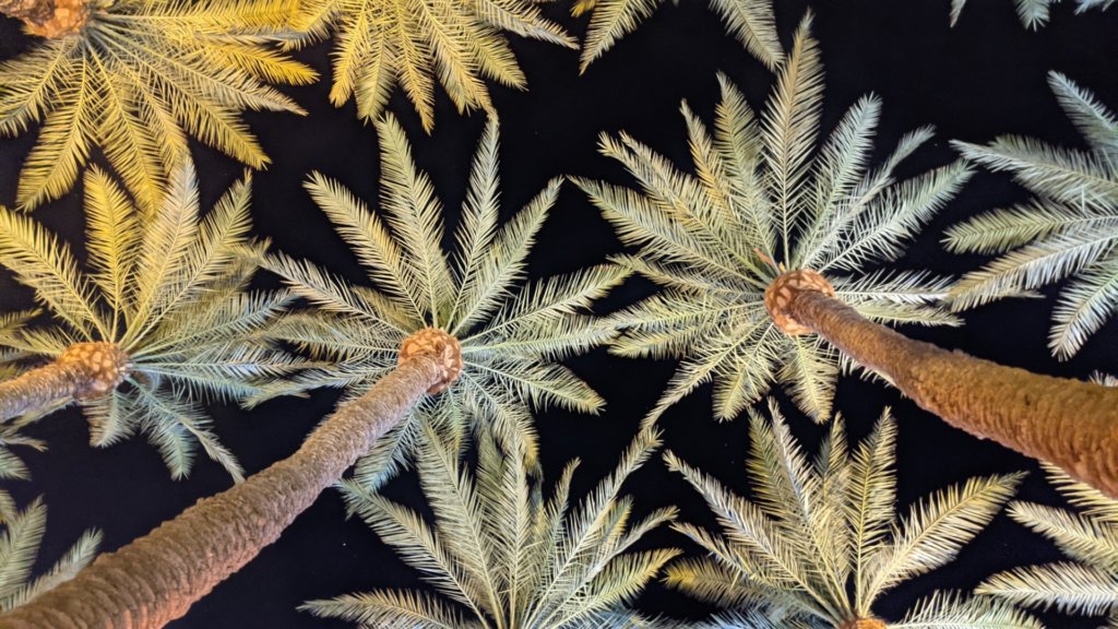 palm trees and night sky