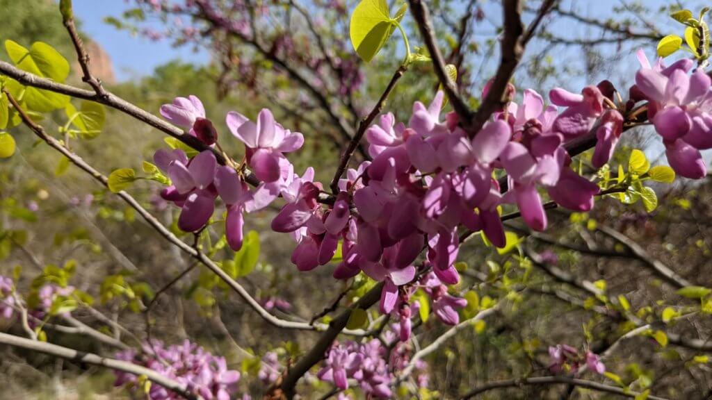 pink flowers on tree