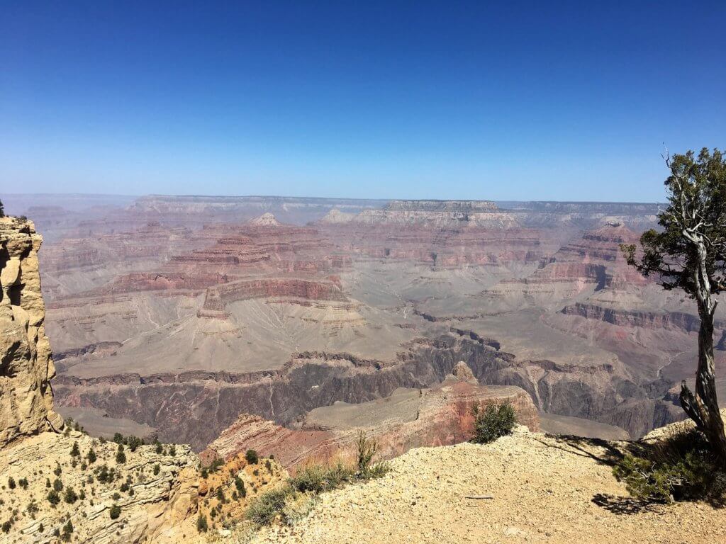 view of canyon with one tree