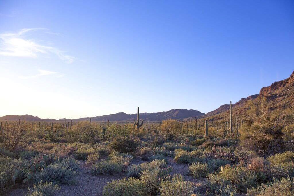 cacti and sagebrush