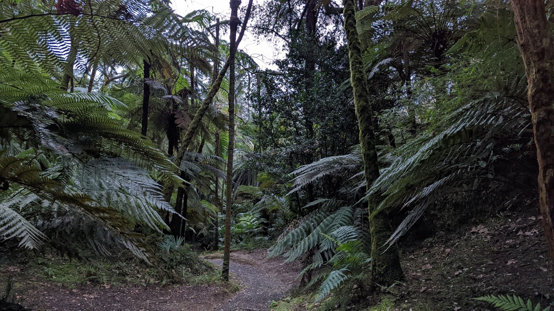 trail with trees and ferns