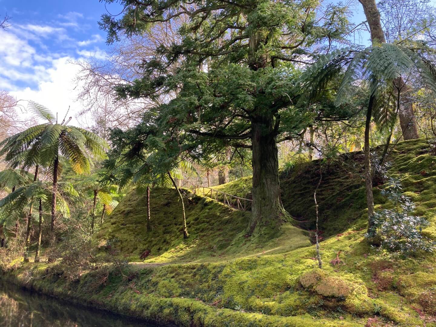 mossy path around a tree