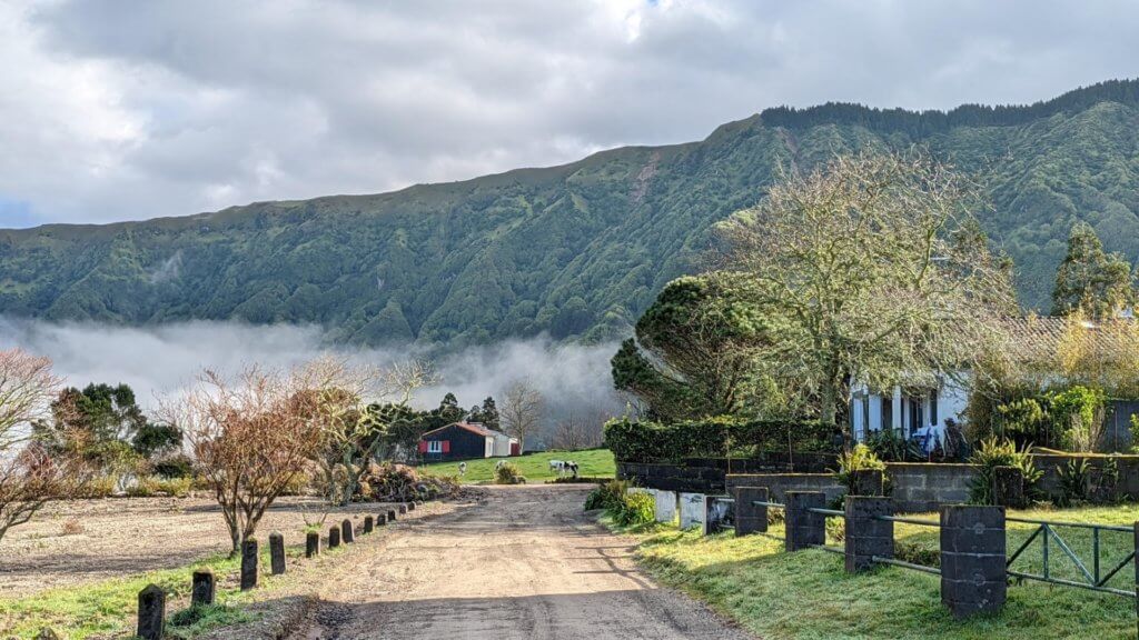 cows and fog in front of green mountain